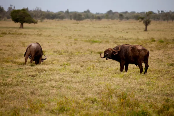 Två Afrikansk buffel — Stockfoto