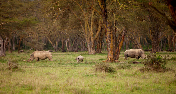 Couple of white Rhino in Lake Nakuru Africa