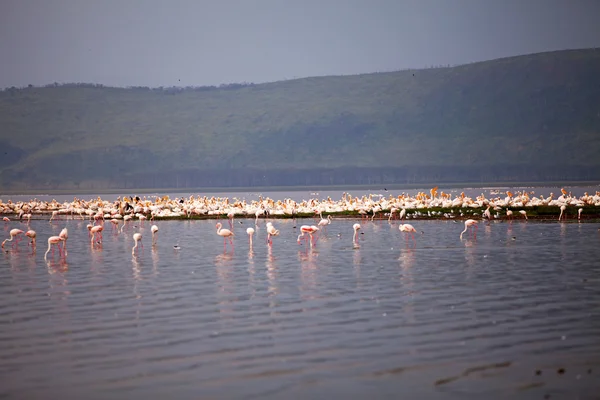Пеликаны и фламинго на озере Накуру в Африке — стоковое фото