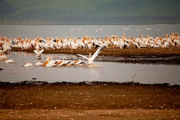 Пеликаны на озере Накуру — стоковое фото