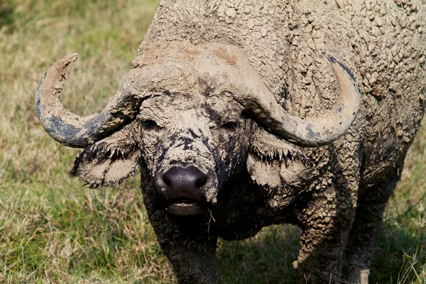Manliga afrikanska vattenbuffel täckt med lera — Stockfoto