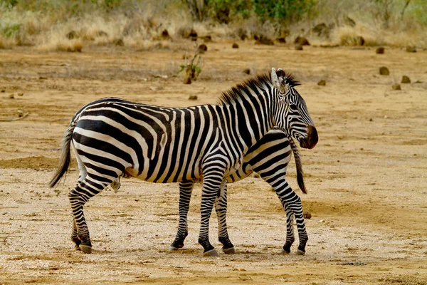 Две африканские зебры — стоковое фото