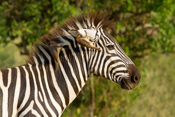 Closeup of African zebra with bird in ear