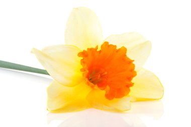 Yellow with orange daffodil flower clipart