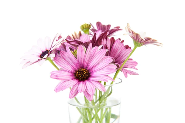 Pink daisy in glass vase — Stock Photo, Image