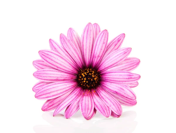 Růžový sedmikráska v detailním — Stock fotografie