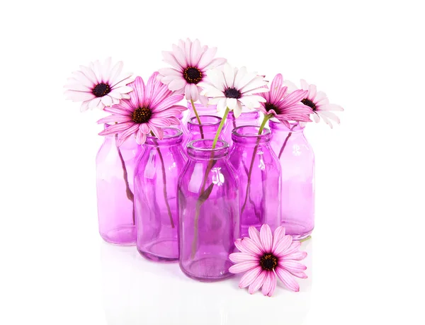Розовая маргаритка в стеклянной вазе — стоковое фото