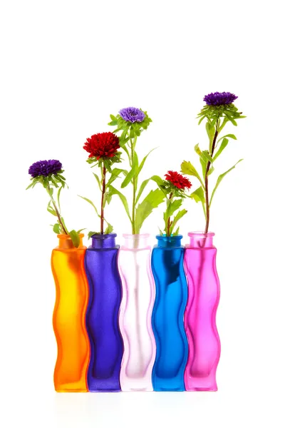 Colorful Asters flowers in vases — Stock Photo, Image