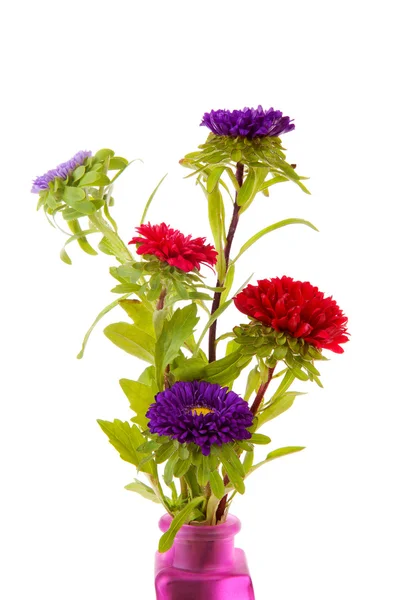 Barevné Astry angliae květiny ve váze — Stock fotografie
