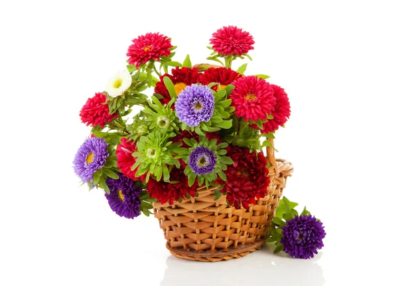Colorful Asters flowers in cane basket — Stock Photo, Image