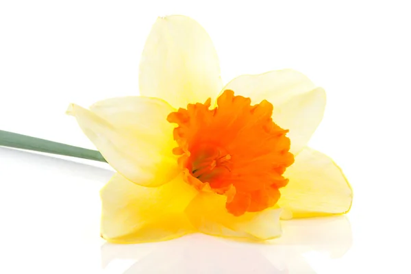 Amarelo com flor de narciso laranja — Fotografia de Stock