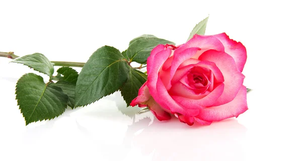 Один розовый розовый цветок крупным планом — стоковое фото