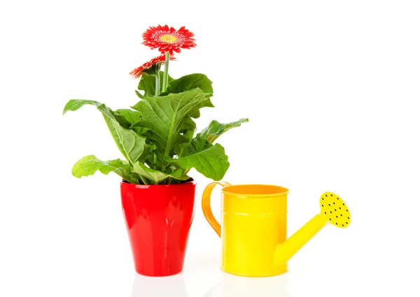 Gerber plant and watering can — Stock Photo, Image