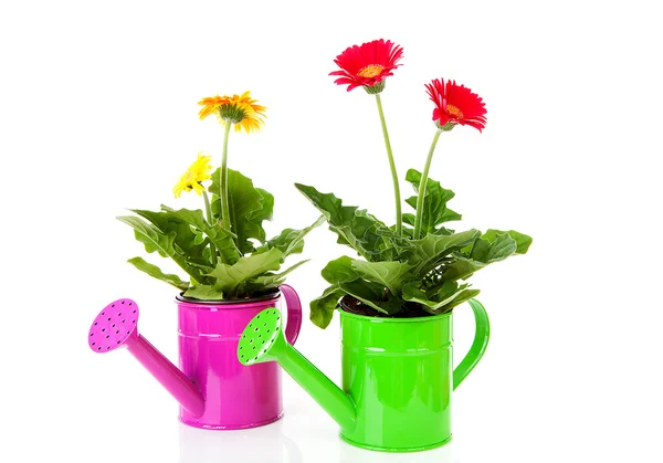 Two watering cans with Gerber flowers — Stock Photo, Image