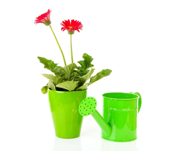 Gerber planta e regador verde pode — Fotografia de Stock