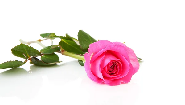 Piękna różowa róża — Zdjęcie stockowe