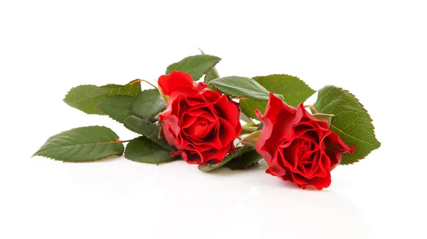 Duas belas rosas vermelhas — Fotografia de Stock
