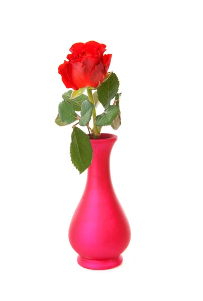 Rosa vermelha em vaso — Fotografia de Stock