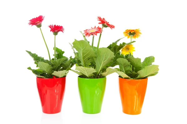 Trzy kolorowe gerber kwiaty w doniczce — Zdjęcie stockowe
