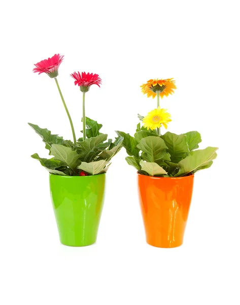 Two colorful Gerber flowers in pot — Stock Photo, Image