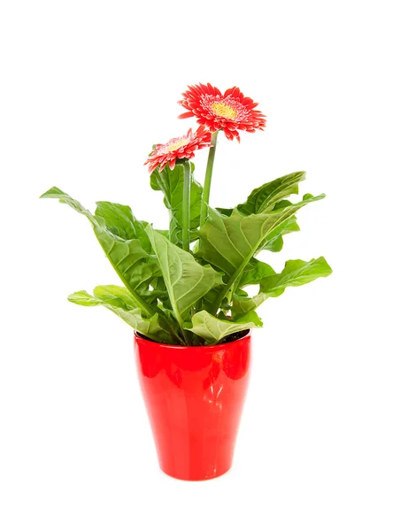 Red Gerber flower in pot — Stock Photo, Image