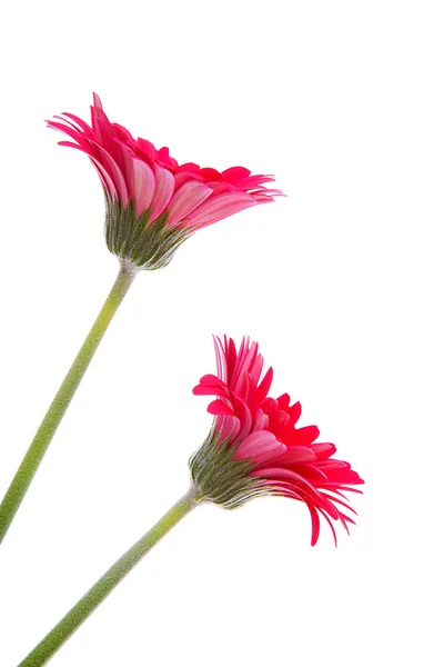 两个红色格柏鲜花 — 图库照片