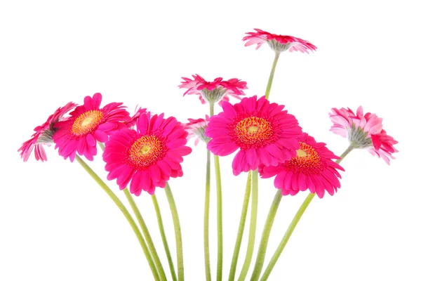 Couple of pink Gerber flowers — Stock Photo, Image