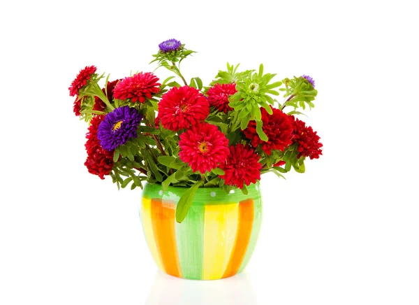 Colorful Asters flowers in pot — Stock Photo, Image