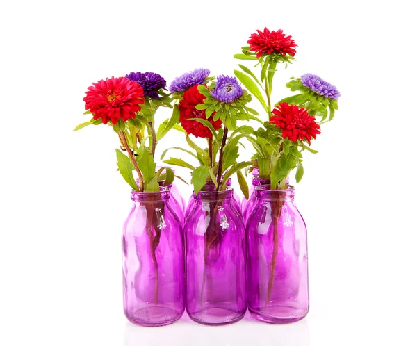 Fiori di Aster colorati in vaso — Foto Stock
