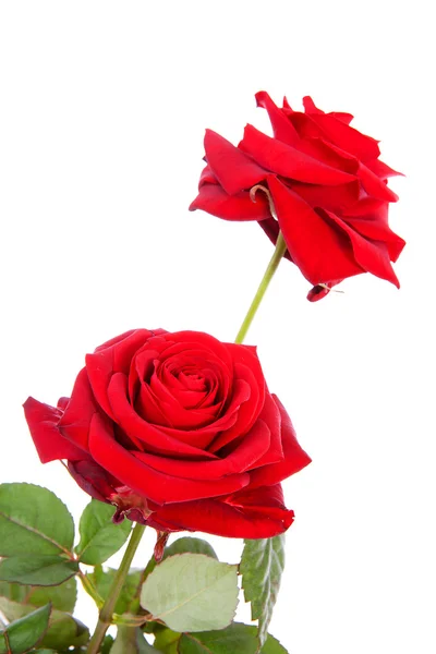 2 つの赤いバラ — ストック写真