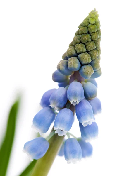 Muscari botryoides virág — Stock Fotó