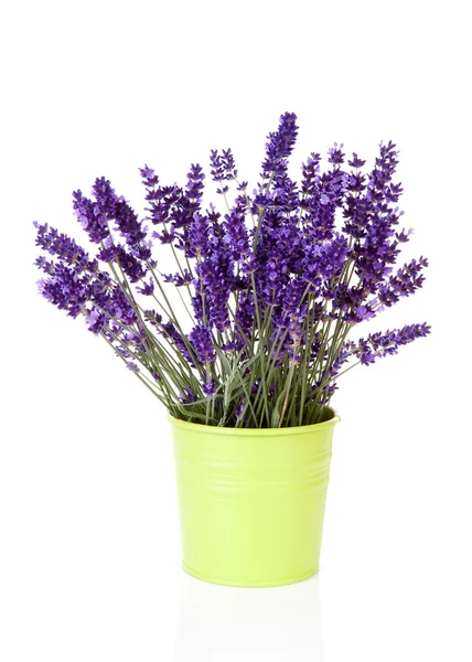 Boeket lavendel in pot — Stockfoto