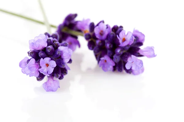 Twijgen van lavendel in close-up — Stockfoto