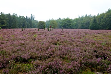 Field with Dutch heath and trees clipart