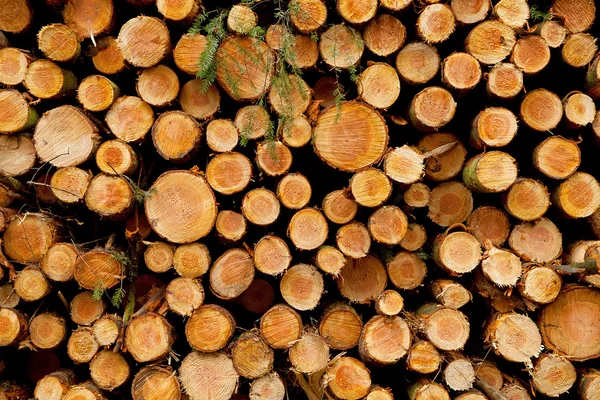 stock image Pile of felled trunks ready to be loaded