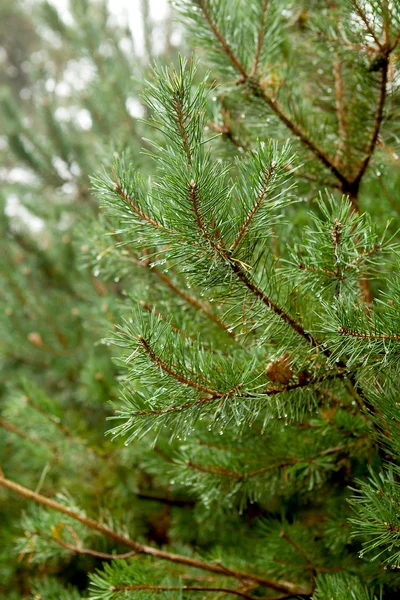 Fresh needles on a fir tree with water drops — Stock Photo, Image