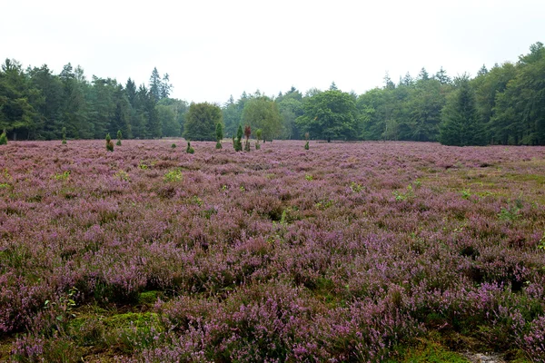 stock image Field with Dutch heath and trees