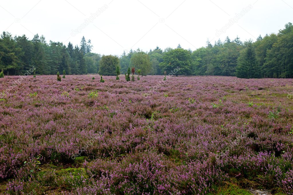 Field with Dutch heath and trees