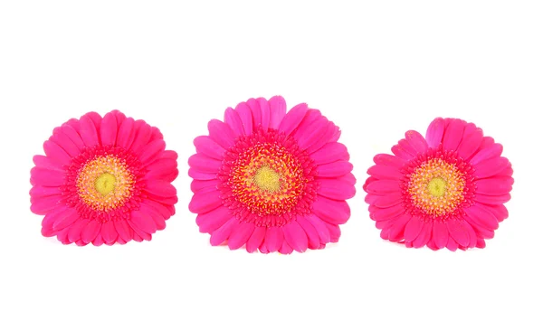 Three pink Gerber flowers in a row — Stock Photo, Image