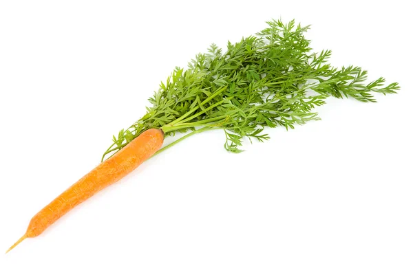 One fresh carrot with leaf — Stock Photo, Image