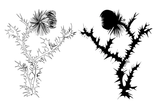 Drawing thistle black and white and silhouette — Stock Vector