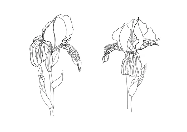 Två iris blommor ritning på vit bakgrund — Stock vektor