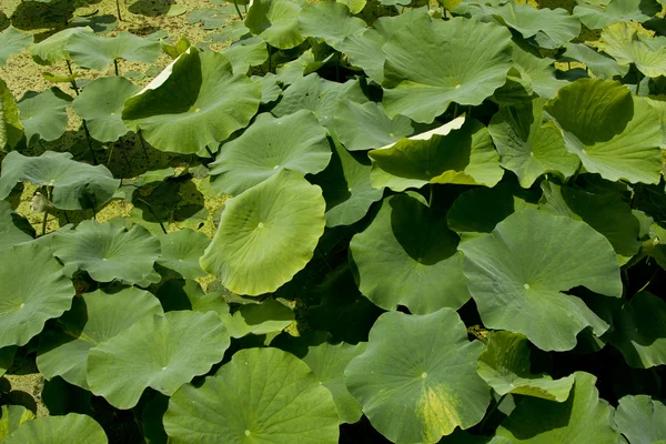 Lotus in full bloom — Stock Photo, Image