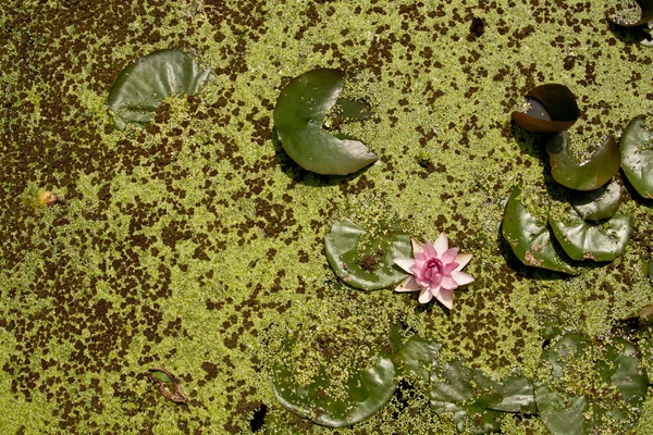 녹색 잎에 로터스 스톡 이미지