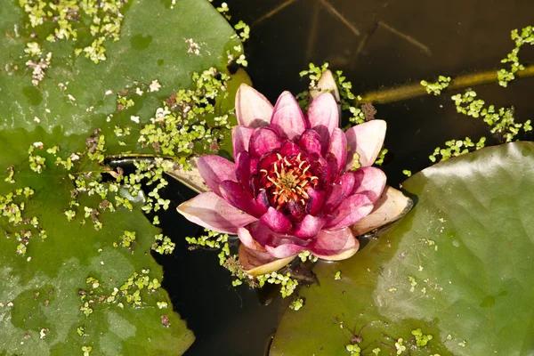 Lotus in the green leaves — Stock Photo, Image