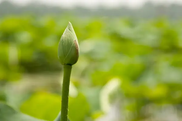 Lotus en pleine fleur — Photo