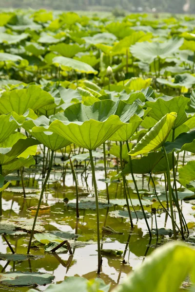 Lotus in voller Blüte — Stockfoto