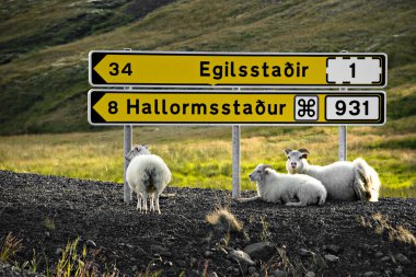 Sheeps are resting under signpost clipart