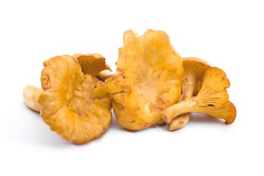 Golden Chanterelle mushroom clipart