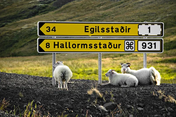 Owce są odpoczynku pod drogowskaz — Zdjęcie stockowe